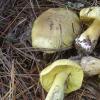 Описание желтопузого гриба зеленушки (рядовки зелёной) Грибы зеленушки — фото и описание
