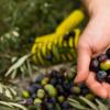 Учимся разбираться в оливках и маслинах