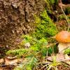 Виды грибов и их характеристика Названия грибов с фотографиями